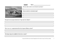 Kamel-Fragen-3.pdf